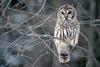 Barred Owl (Strix varia) - Wiki