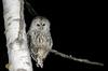 Barred Owl (Strix varia) at night