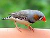 Zebra Finch (Taeniopygia guttata) - Wiki