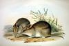 Western Barred Bandicoot (Perameles bougainville) - Wiki