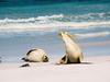 Australian Sea Lion (Neophoca cinerea) - Wiki