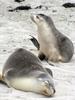 Australian Sea Lion (Neophoca cinerea)