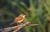 Great Reed Warbler (Acrocephalus arundinaceus) - Wiki