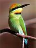 Rainbow Bee-eater (Merops ornatus)