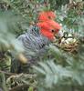 Gang-gang Cockatoo (Callocephalon fimbriatum) - Wiki