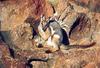 Yellow-footed Rock Wallaby (Petrogale xanthopus)