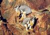 Yellow-footed Rock Wallaby (Petrogale xanthopus)