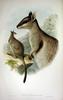 Short-eared Rock-wallaby (Petrogale brachyotis) - Wiki