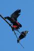 Red-tailed Black Cockatoo (Calyptorhynchus banksii) pair