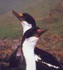 Rough-faced Shag (Phalacrocorax carunculatus) - Wiki