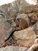 Brush-tailed Rock-wallaby (Petrogale penicillata)