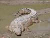 Saltwater Crocodile (Crocodylus porosus) - Wiki
