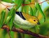 Forty-spotted Pardalote (Pardalotus quadragintus) - Wiki