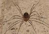 Daddy Longlegs, Harvestman (Order: Opiliones) - Wiki