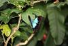 Ulysses Butterfly (Papilio ulysses)