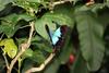 Ulysses Butterfly (Papilio ulysses)