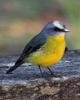 Eastern Yellow Robin (Eopsaltria australis) - Wiki