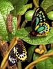 Richmond Birdwing (Troides richmondia)