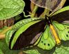 Richmond Birdwing (Troides richmondia)