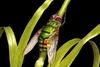 Green Parasitic Fly (Rutilia formosa)