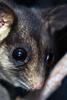 Leadbeater's Possum (Gymnobelideus leadbeateri) Taxidermy specimen