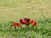 Christmas Island Red Crab (Gecarcoidea natalis) - Wiki