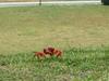 Christmas Island Red Crab (Gecarcoidea natalis)