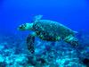 Hawksbill Turtle (Eretmochelys imbricata) - Wiki