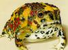 Holy Cross Frog (Notaden bennettii) - Wiki
