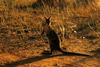 Bridled Nail-tail Wallaby (Onychogalea fraenata) crop