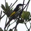 White-cheeked Honeyeater (Phylidonyris nigra) - Wiki