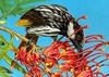 White-cheeked Honeyeater (Phylidonyris nigra)