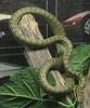 Flying Snake (Family: Colubridae, Genus: Chrysopelea) - Wiki