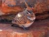 Spinifex Pigeon (Geophaps plumifera) - Wiki