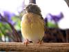 Gouldian Finch (Erythrura gouldiae) juvenile