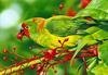 Little Lorikeet (Glossopsitta pusilla) - Wiki