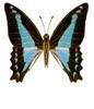 Common Bluebottle (Graphium sarpedon) - Wiki