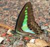 Common Bluebottle (Graphium sarpedon), India