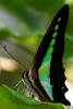 Common Bluebottle (Graphium sarpedon), India