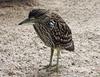 Nankeen Night-heron (Nycticorax caledonicus ) juvenile