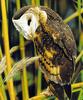 Eastern Grass-owl (Tyto longimembris) - Wiki