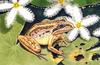 Striped Marsh Frog (Limnodynastes peronii)