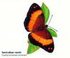 Australian Rustic Butterfly (Cupha prosope)