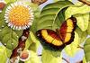 Australian Rustic Butterfly (Cupha prosope)