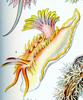 Nudibranch, Idalia elegans