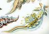 Nudibranch, Ancula cristata