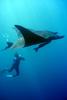 Manta Ray (Manta birostris) - Wiki