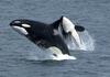 Killer Whale (Orcinus orca) - Wiki