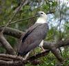 White-bellied Sea-eagle (Haliaeetus leucogaster) - Wiki