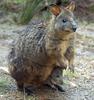 Tasmanian Pademelon (Thylogale billardierii) with joey